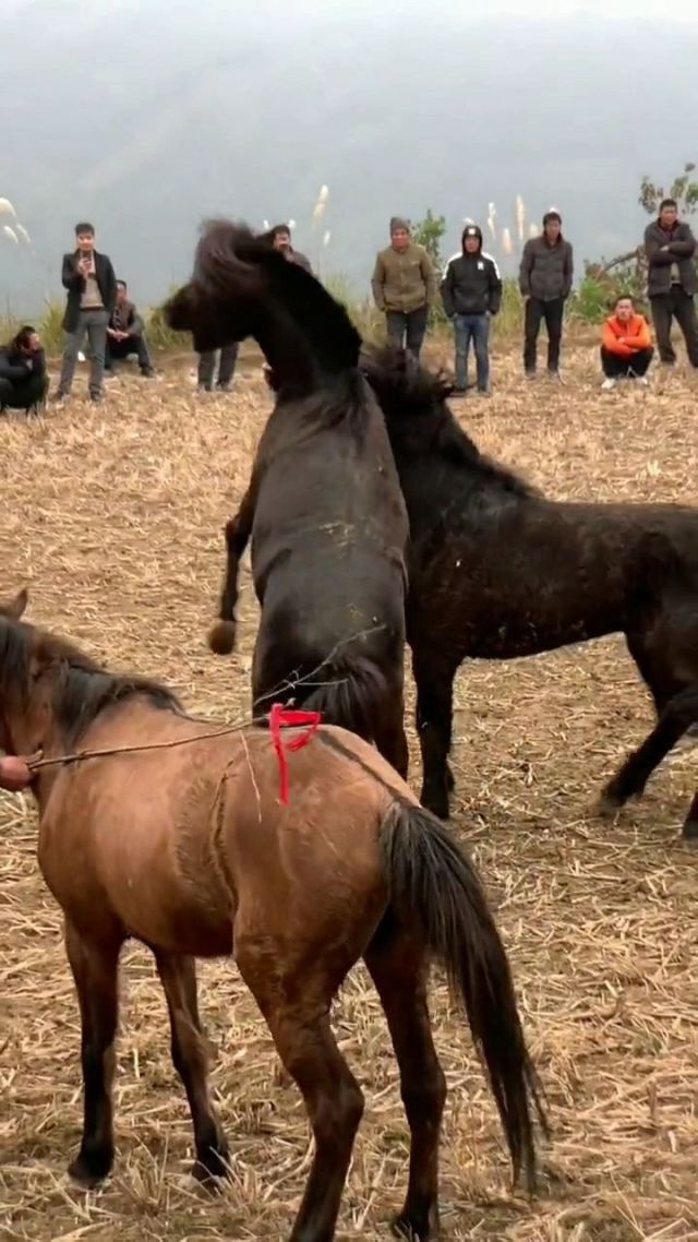 1xBit体育网页版入口-包含鏖战五局，战马战队终于险胜过关，被称为黑马逆袭的词条